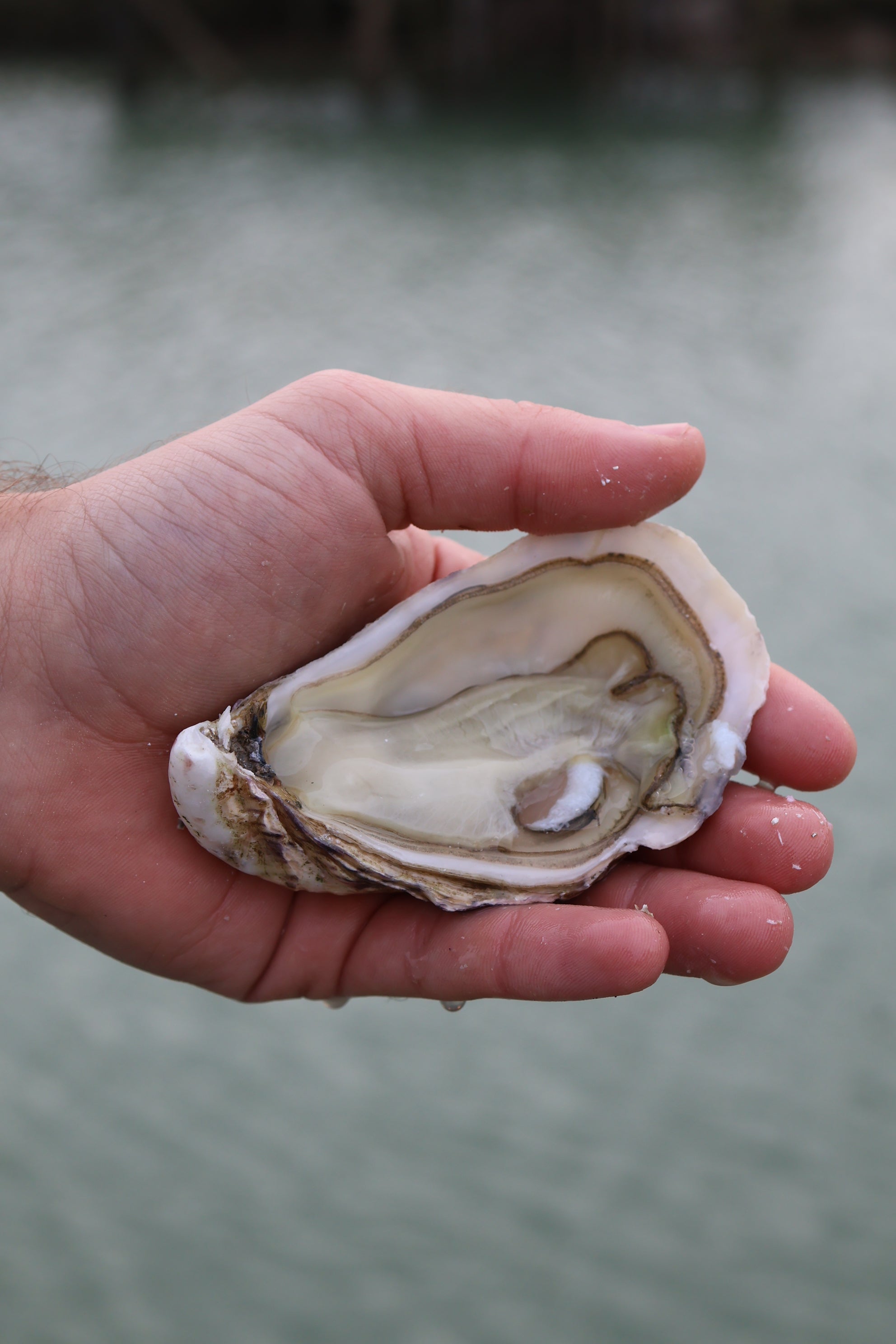 Fines de claire lamaison