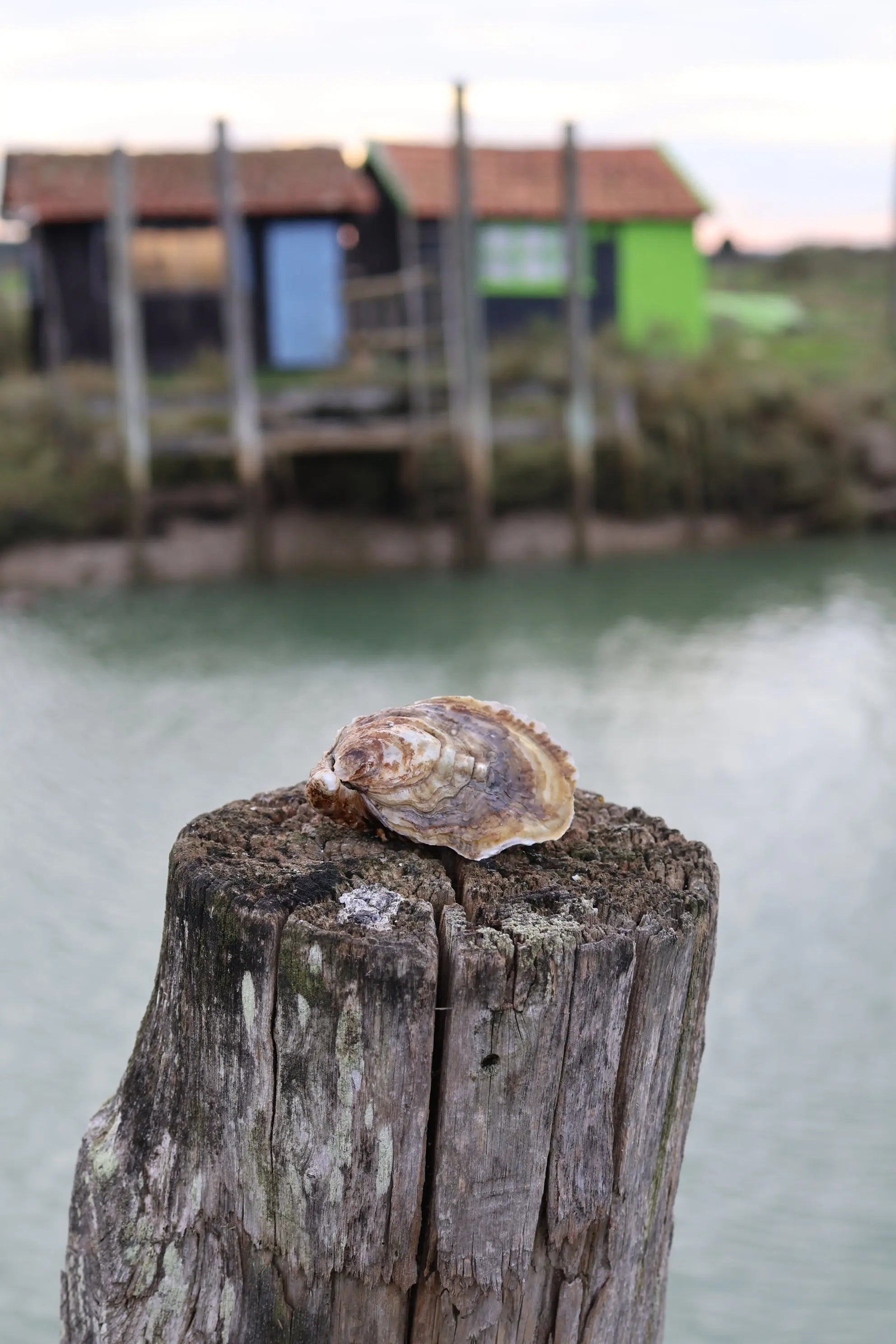 Spéciales Lamaison Huitres Lamaison