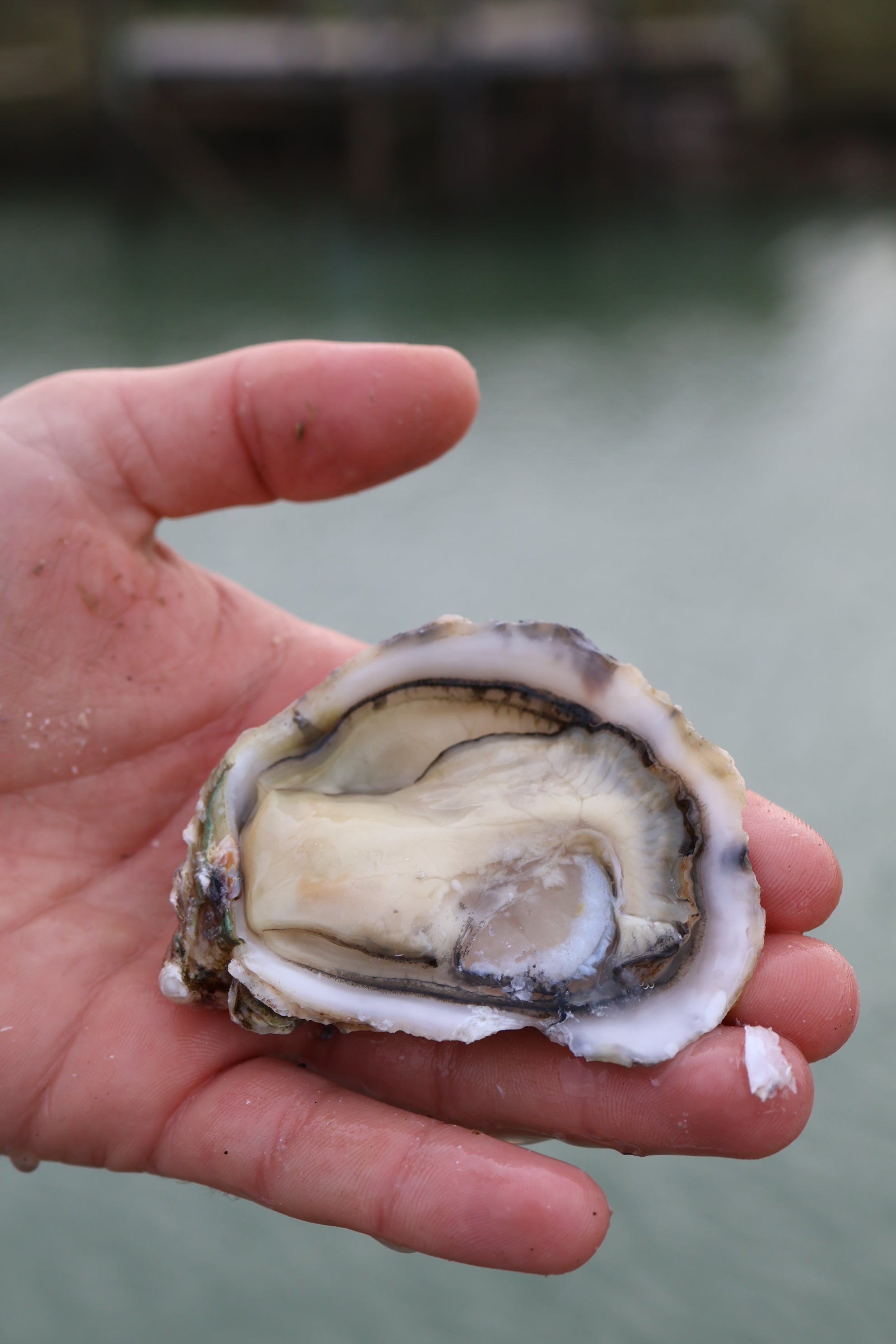 Prestige By Lamaison